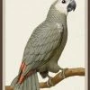 WENDOV- Gray Parrot 1 Coastal