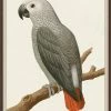 WENDOV- Gray Parrot 2 2 WENDOV- Gray Parrot 2