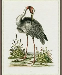 WENDOV- Regal Heron 1 Coastal