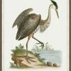 WENDOV- Coastal Regal Heron 2