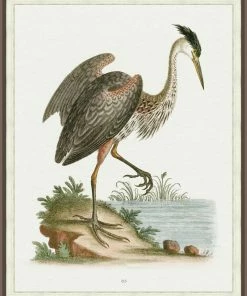 WENDOV- Coastal Regal Heron 2