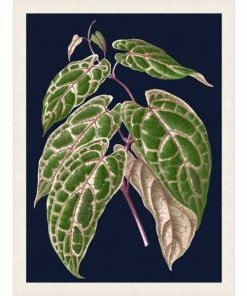 WENDOV- Botany On Blue 1