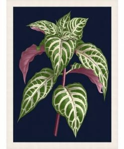 WENDOV- Botany On Blue 2 Nature