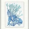 WENDOV- Coastal Azure Ocean Herbarium 2 2 WENDOV- Coastal Azure Ocean Herbarium 2