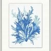 WENDOV- Azure Ocean Herbarium 8 Coastal 2 WENDOV- Azure Ocean Herbarium 8 Coastal
