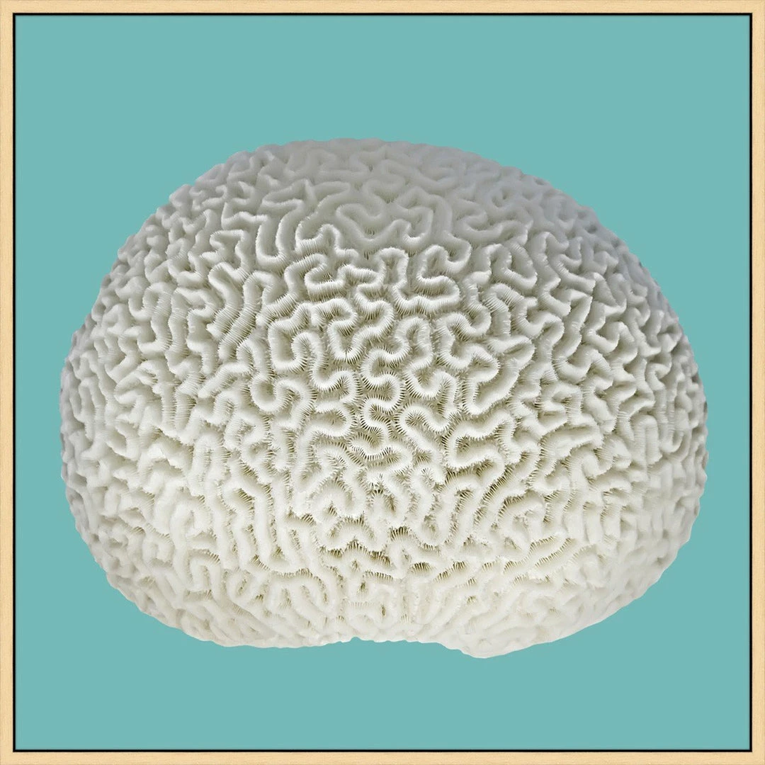 WENDOV- Color On Aqua 6 Coastal 3 WENDOV- Color On Aqua 6 Coastal