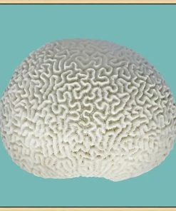 WENDOV- Coastal Color On Aqua 3