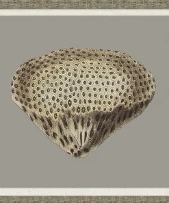 WENDOV- Coastal Graphic Coral Collection 1