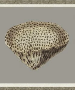 WENDOV- Graphic Coral Collection 4