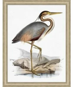 WENDOV- Coastal Ornithology 1 Nature