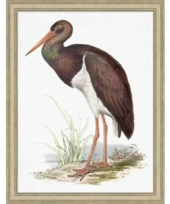 WENDOV- Coastal Ornithology 2 Nature