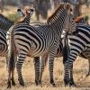 WENDOV- Line Of Zebras Photography