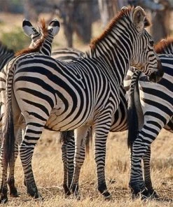 WENDOV- Line Of Zebras Photography