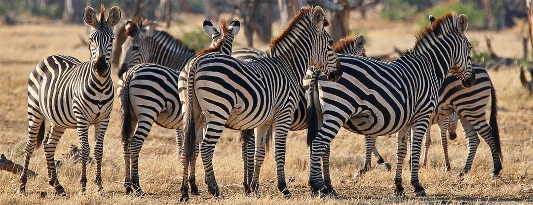 WENDOV- Line Of Zebras Photography 3 WENDOV- Line Of Zebras Photography