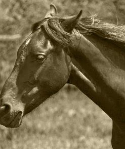 WENDOV- Helix Photography