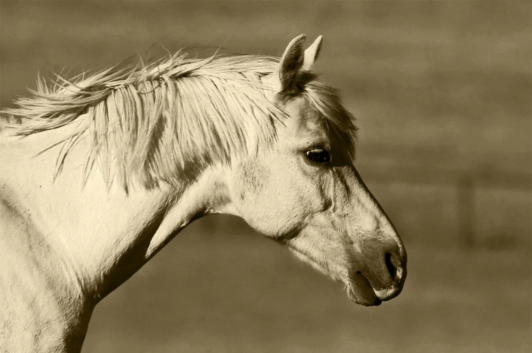 WENDOV- Mystic 3 WENDOV- Mystic