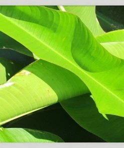 WENDOV- Natural Texture Series 3 Photography