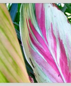 WENDOV- Photography Natural Texture Series 7