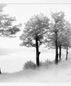 WENDOV- Treeline Photography