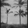 WENDOV- Silver Palms 2