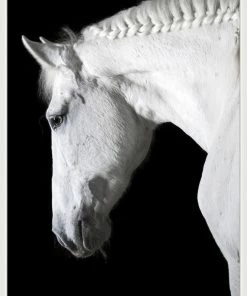 WENDOV- Photography Ollie