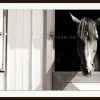 WENDOV- Happy Horse Photography