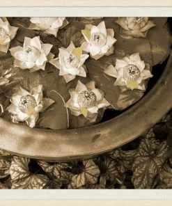 WENDOV- Photography Floating Flowers