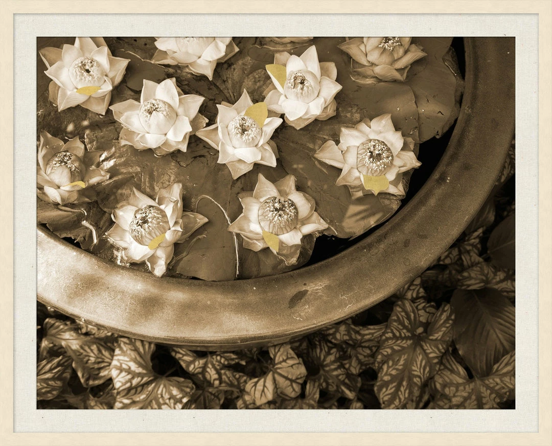 WENDOV- Photography Floating Petals 3 WENDOV- Photography Floating Petals