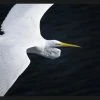 WENDOV- Coastal Gliding Egret