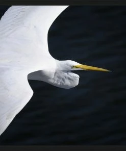 WENDOV- Coastal Gliding Egret