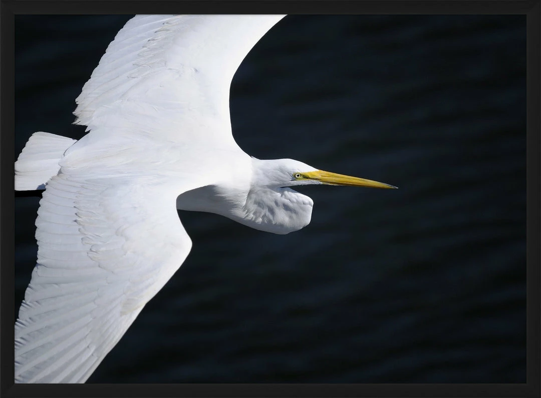 WENDOV- Coastal Gliding Egret 3 WENDOV- Coastal Gliding Egret