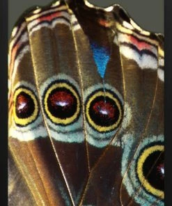 WENDOV- Wings 1 Nature