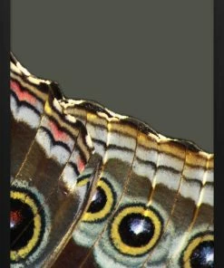 WENDOV- Wings 2 Nature