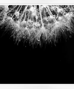 WENDOV- Dandilion With Dew