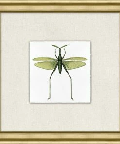 WENDOV- Nature Flying Specimen 6