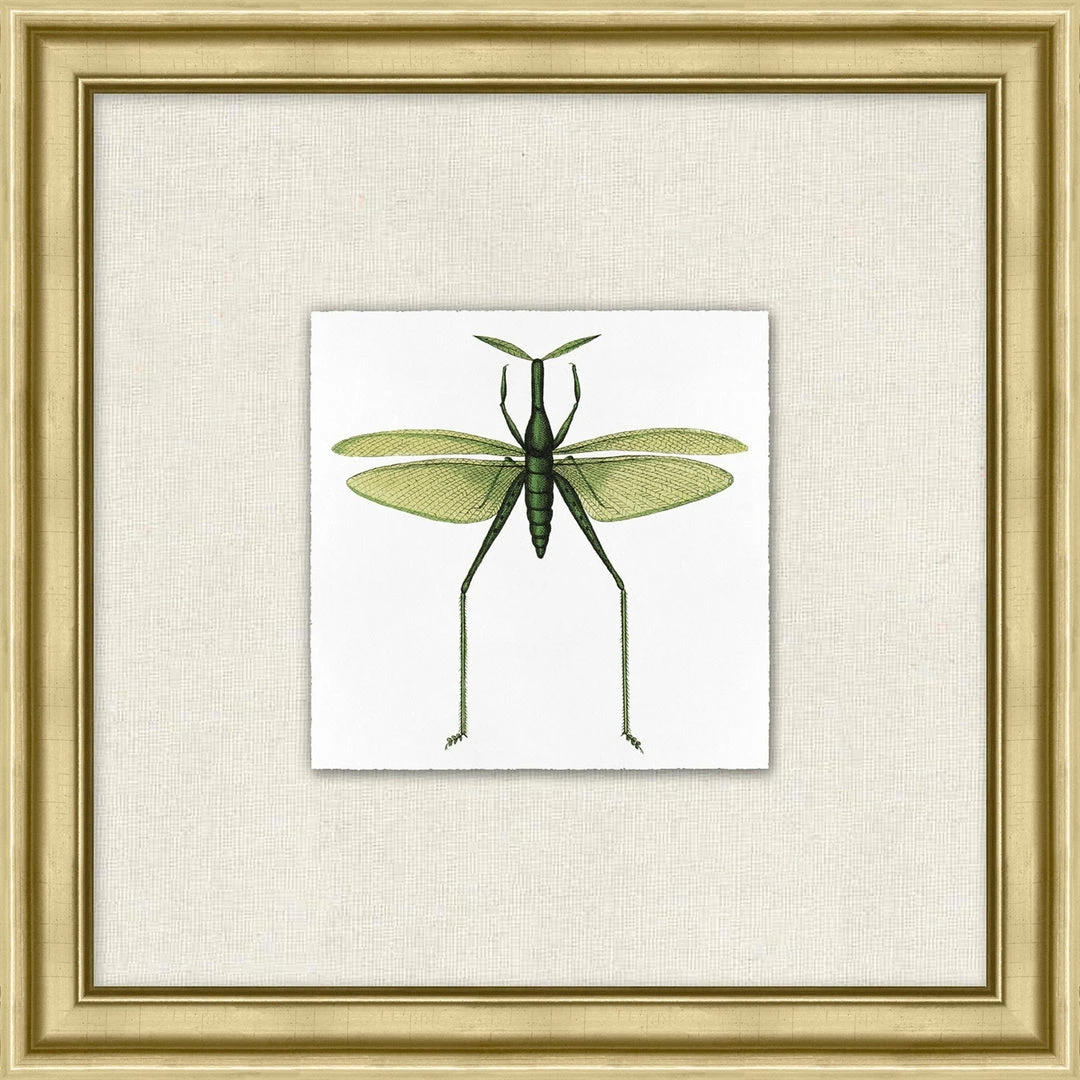 WENDOV- Nature Flying Specimen 6 3 WENDOV- Nature Flying Specimen 6