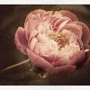 WENDOV- Floral Flowering Peony 2 WENDOV- Floral Flowering Peony