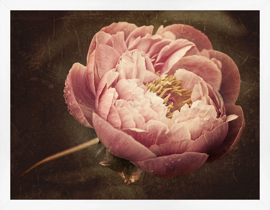 WENDOV- Floral Flowering Peony 3 WENDOV- Floral Flowering Peony