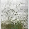 WENDOV- Quail Among Grasses 1