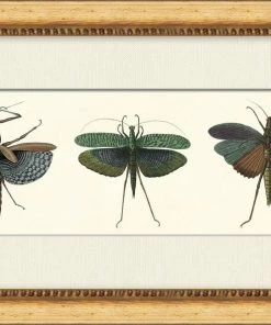 WENDOV- Specimen Trio 1 Nature