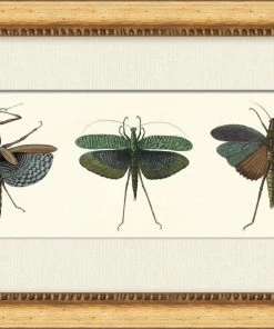 WENDOV- Specimen Trio 2