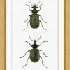 WENDOV- Beetle Study 1