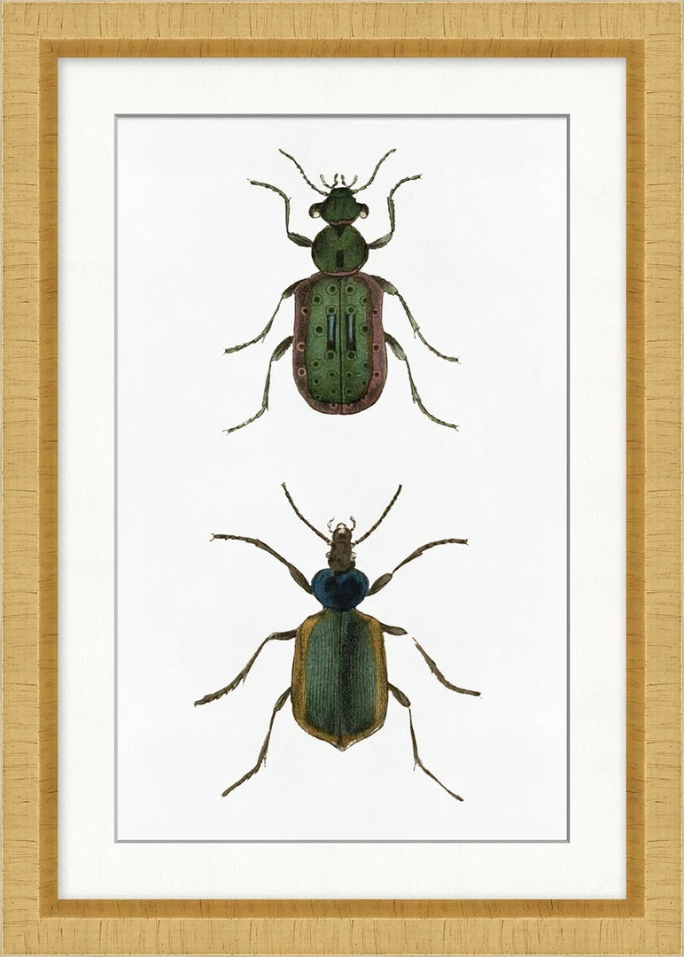 WENDOV- Beetle Study 1 3 WENDOV- Beetle Study 1