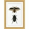 WENDOV- Beetle Study 2 Nature