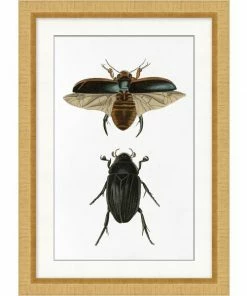 WENDOV- Beetle Study 2 Nature