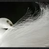 WENDOV- Exquisite Egret Photography