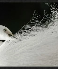 WENDOV- Exquisite Egret Photography