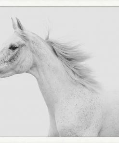 WENDOV- Gray Strides Photography