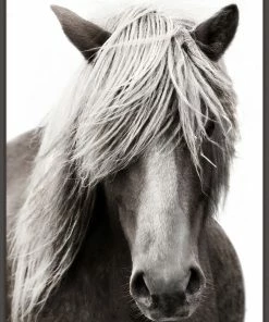 WENDOV- Photography Fabled Stallion